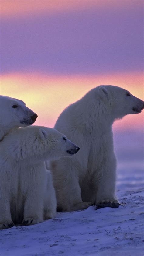 323 Best Images About Polar Bears On Pinterest Baby
