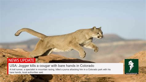 Usa Jogger Kills A Cougar With Bare Hands In Colorado Youtube