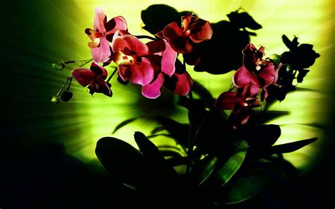 Orchid Dry Green Flower Sun Green Orchid Hd Wallpaper Peakpx