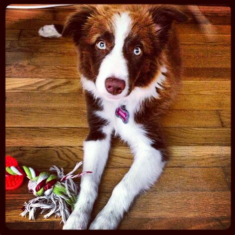 57 Red Border Collie Breeders Pic Bleumoonproductions