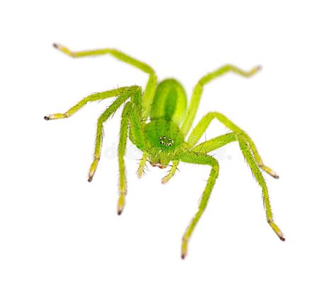 Eight Eyedgreen Huntsman Spider Over White Stock Photo Image Of