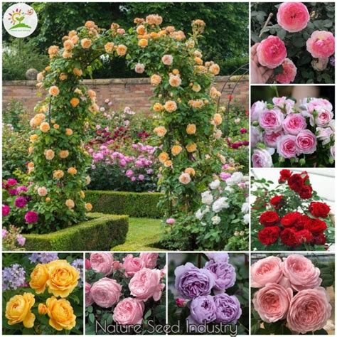 Fast Germination Climbing Rose Seeds For Planting Flowers Rose Flower