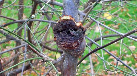 Obstbaumkrebs Erkennen Und Behandeln Ndrde Ratgeber Garten Schädlinge