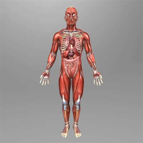 Vector isolated illustration of human arterial and venous circulatory system anatomy in man and. 3d human male anatomy body