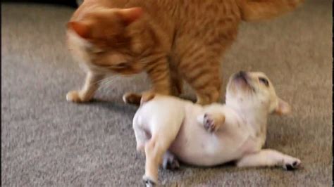 French Bulldog Puppy Hammie Vs Cat Cootie Round 2