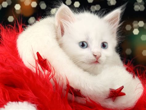 Free Download White Christmas Cat Wallpaper Hd 10615 Wallpaper High