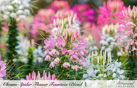 Seed is the usual method of starting new baptisia plants. The large flower clusters, interesting seed pods and ...