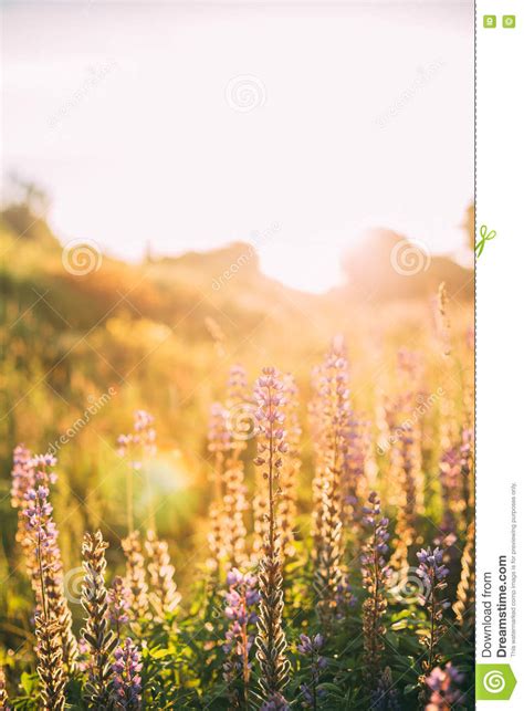 Wild Bloomy Flowers Lupine Lupinus Lupin In Sunset Sunrise Stock