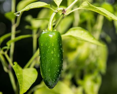 Jalapeno Pepper Plant Growing And Caring For Jalapeno Peppers