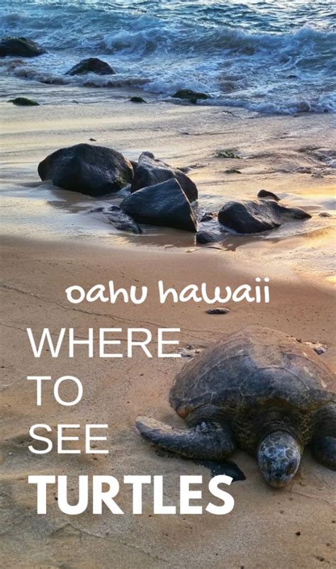 Where To See Turtles In Oahu Best Time To See Turtles Waikiki