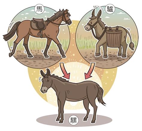馬、驢與騾 人間福報 讀報教育