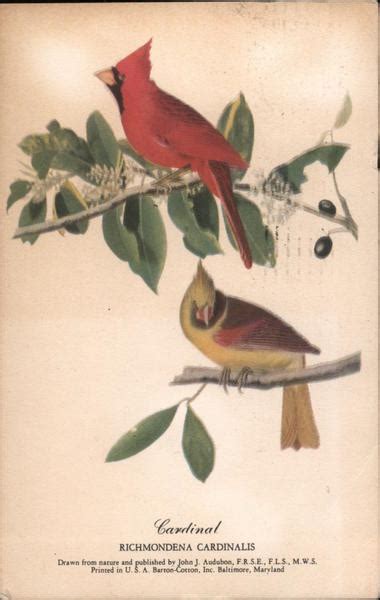 Cardinal Richmondena Cardinalis Birds Postcard