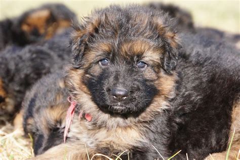 This link is to a past litter of theirs Long Coat German Shepherd Breeders - Sm Coats