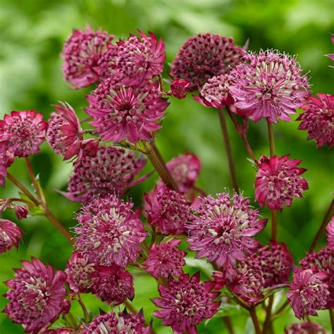 Astrantia Sparkling Stars Red Roots Plants