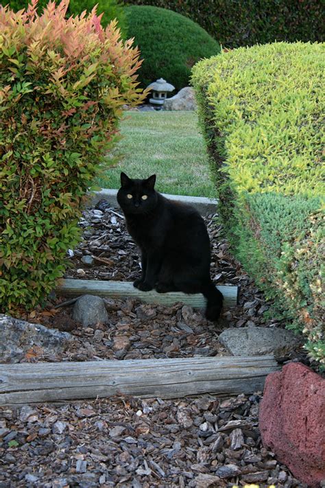 Black Cat In Garden Free Stock Photo Public Domain Pictures