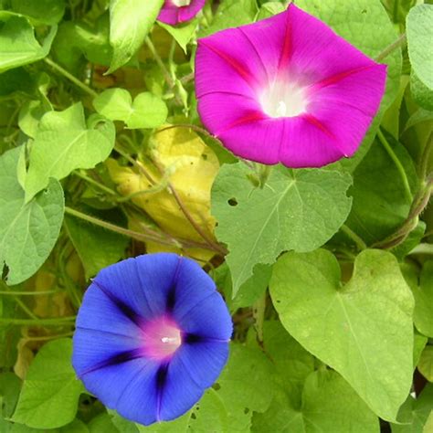 Morning Glory Flower Garden Seeds Mixed Colors 1 Oz Annual Flower