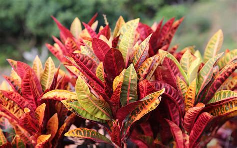 Croton Plant Care How To Grow And Care For Croton Plants