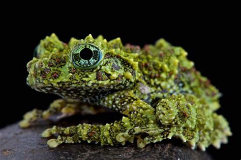Check Out These Gorgeous Rare Amphibians Because They Might Soon Be