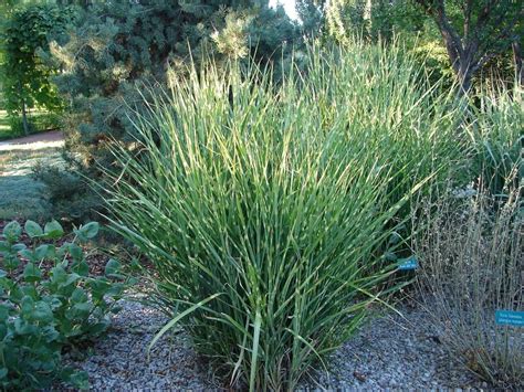 Popular And Impressive Zebra Ornamental Grass Ornamental Grasses