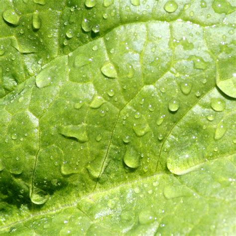 Leaf With Water Droplets Texture Picture Free Photograph Photos