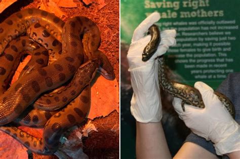 Anaconda Gives Birth To Two ‘clones Without Male
