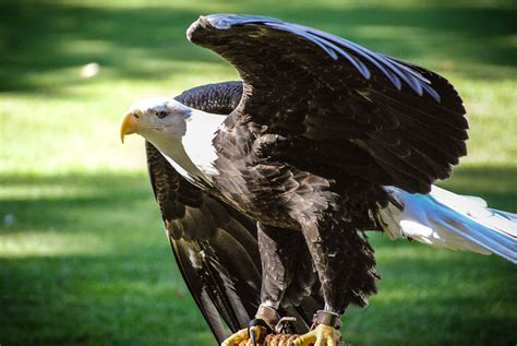 Free Images Nature Wing Ground Looking Wildlife Standing