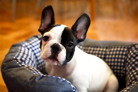 Learn about why frenchies shed, what causes shedding, and simple steps you can do to stop your dog's pesky shedding. 6 Best Dog Shampoos And Conditioners For French Bulldogs ...