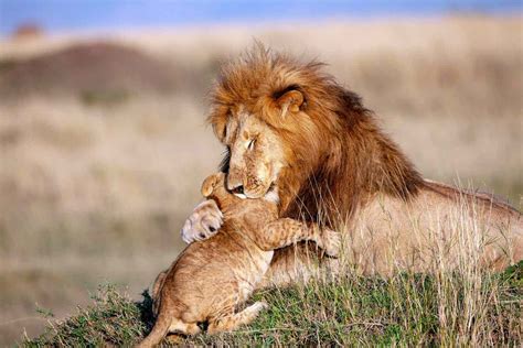 Real Life Lion King Lion And Cub Share Hug In Kenya