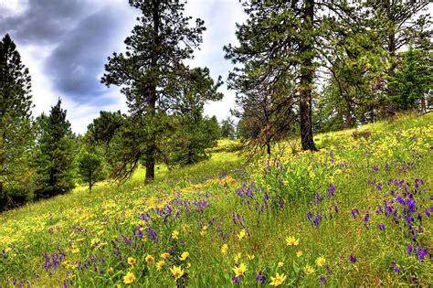 Hillside Meadow Photograph By David Patterson Fine Art America