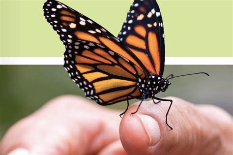 Illinois Agriculture Sector Pitching In To Save The Monarch Butterfly