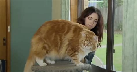 Are You Kitten Me Meet Worlds Biggest Cat Who Weighs 14kg And