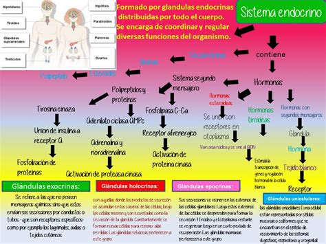 Blog De Fisiologia Susan Karely Lopez Oropeza Mapa Conceptual De