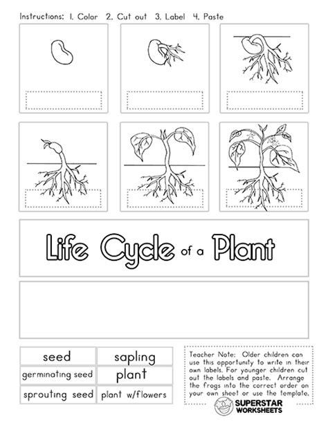Plant Life Cycle Worksheets Superstar Worksheets