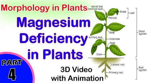 Magnesium Deficiency In Plants Magnesium Deficiency Symptoms In