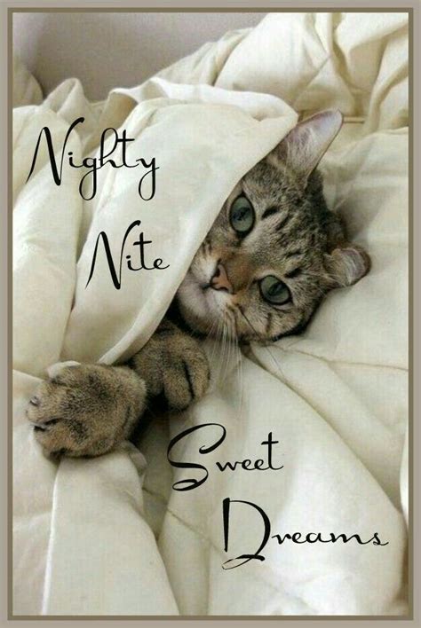 Pin By Jane Black On 1 All Things Cats Good Night Cat Good Night