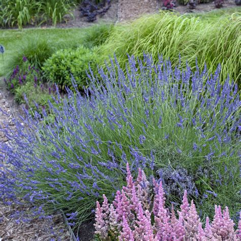 Order Lavender Perennials Online