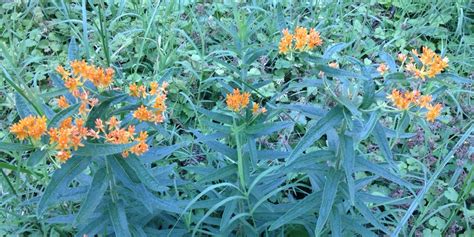 Common Milkweed From Weeds To Bees