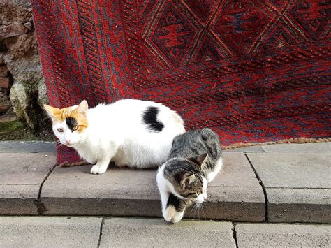 cats of istanbul with tips for your first time visit to istanbul — jenny sandiford