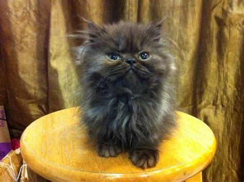 Persian Kitten Sold 9 Years 8 Months Flat Face Persian Kitten Cat