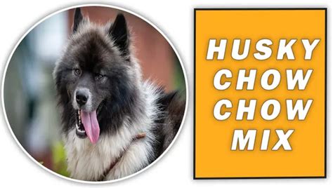 Husky Chow Chow Mix Explained With Details