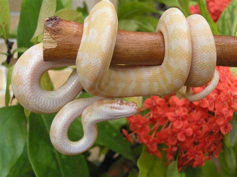 First produced in 2006, this combination of two recessive genes is remarkable. Jaguar Carpets Python and Albino carpets Python Amazing ...