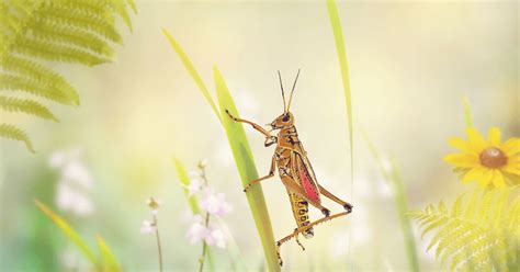Grasshopper Spiritual Meaning And Symbolism