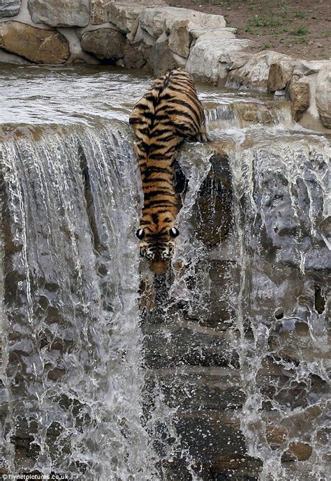 A Tiger Standing On Top Of A Waterfall