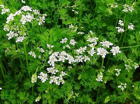 (redirected from northern american nectar sources for honey bees). C || BeeKeeping