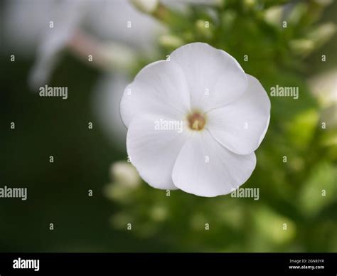 Five Petal Flower Hi Res Stock Photography And Images Alamy