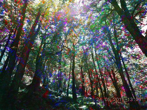 Psychedelic Forest Wallpapers Top Free Psychedelic Forest Backgrounds