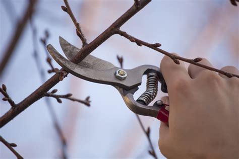 Benefits Of Pruning In The Winter