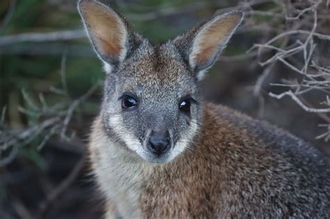 Tammar Wallaby • Rewild Perth