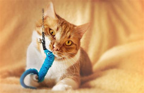 10 Best Cat Toys For Bored Cats To Keep Them Entertained Pets Carter