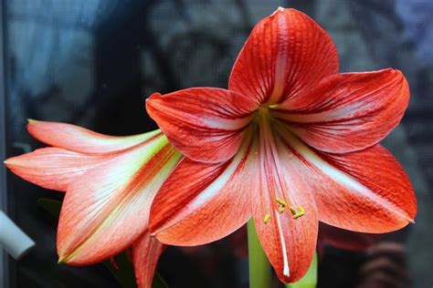 The lily flower can convey different meanings based on the colors, and types. Lilly Flower Meaning - Flower Meaning